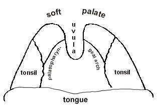 Looking into the back of the mouth